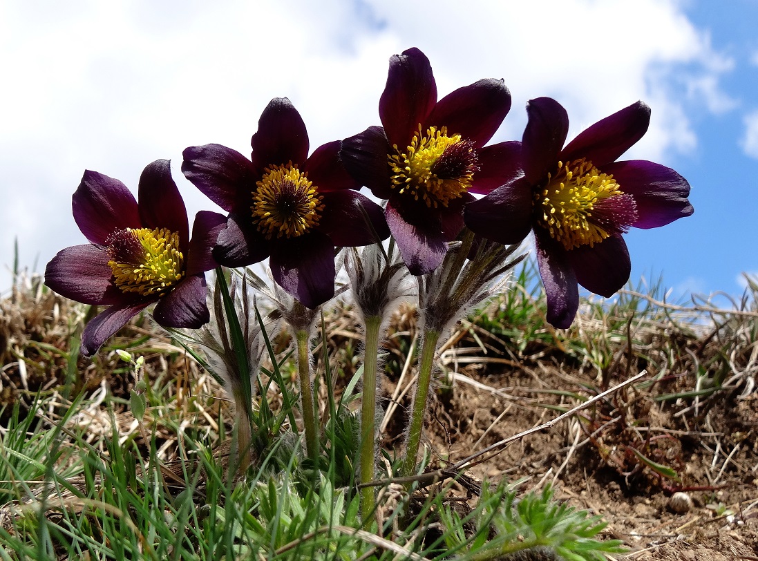 04-06-2018  Pulsatilla nigricans DSC01370.jpg