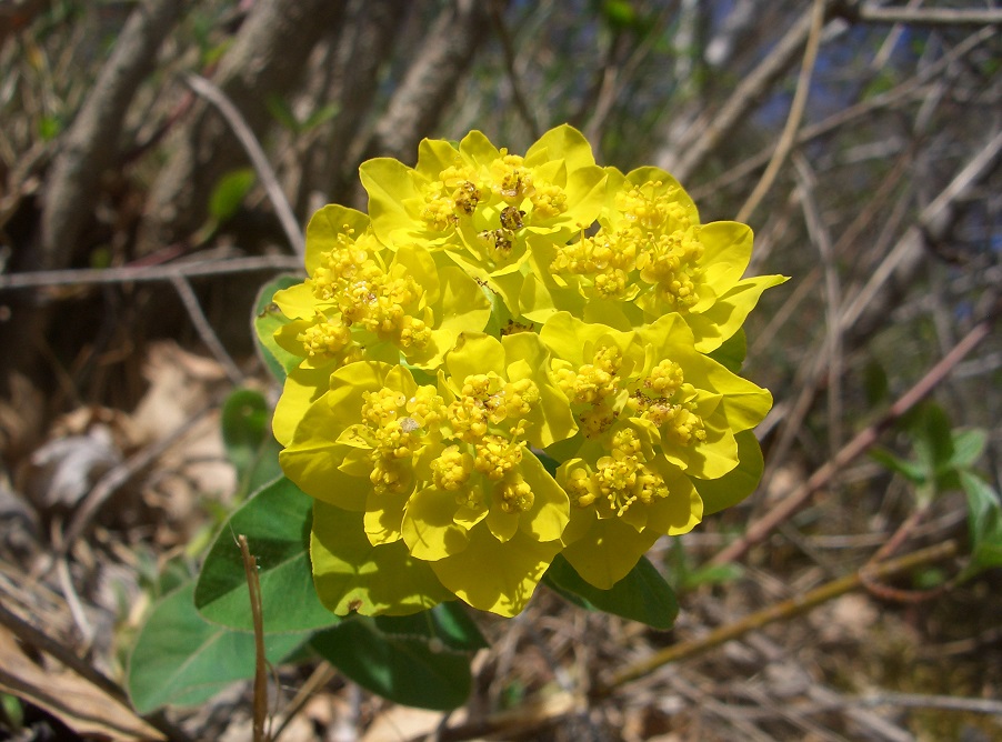 04-15-15 Euphorbia polychroma .jpg