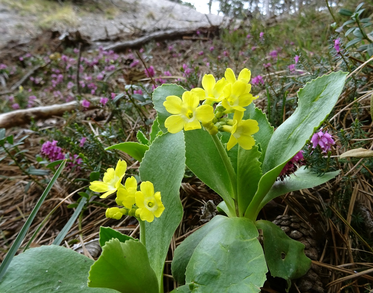 04-17-2021  Primula auricula aggr. DSC04593.jpg