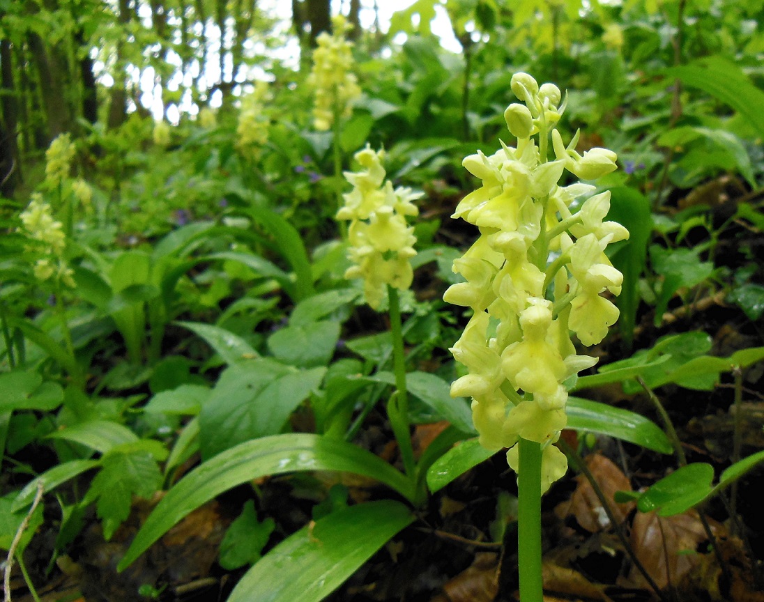 04-18-2017 Orchis pallens.jpg