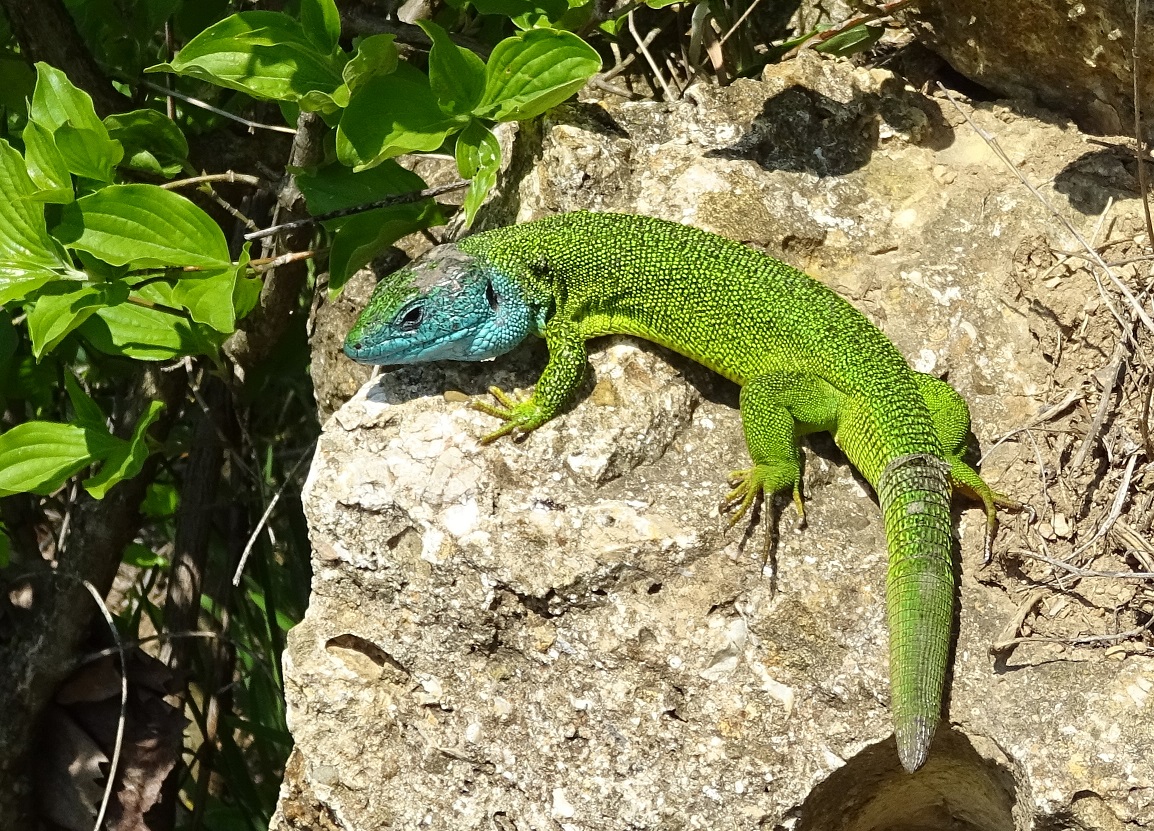 04-18-2019   Lacerta viridis.jpg