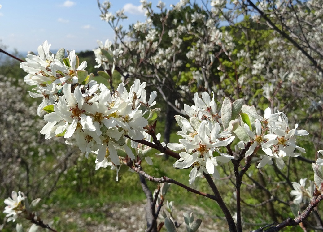 04-18-2019 Amelanchier ovalis  DSC01423.jpg