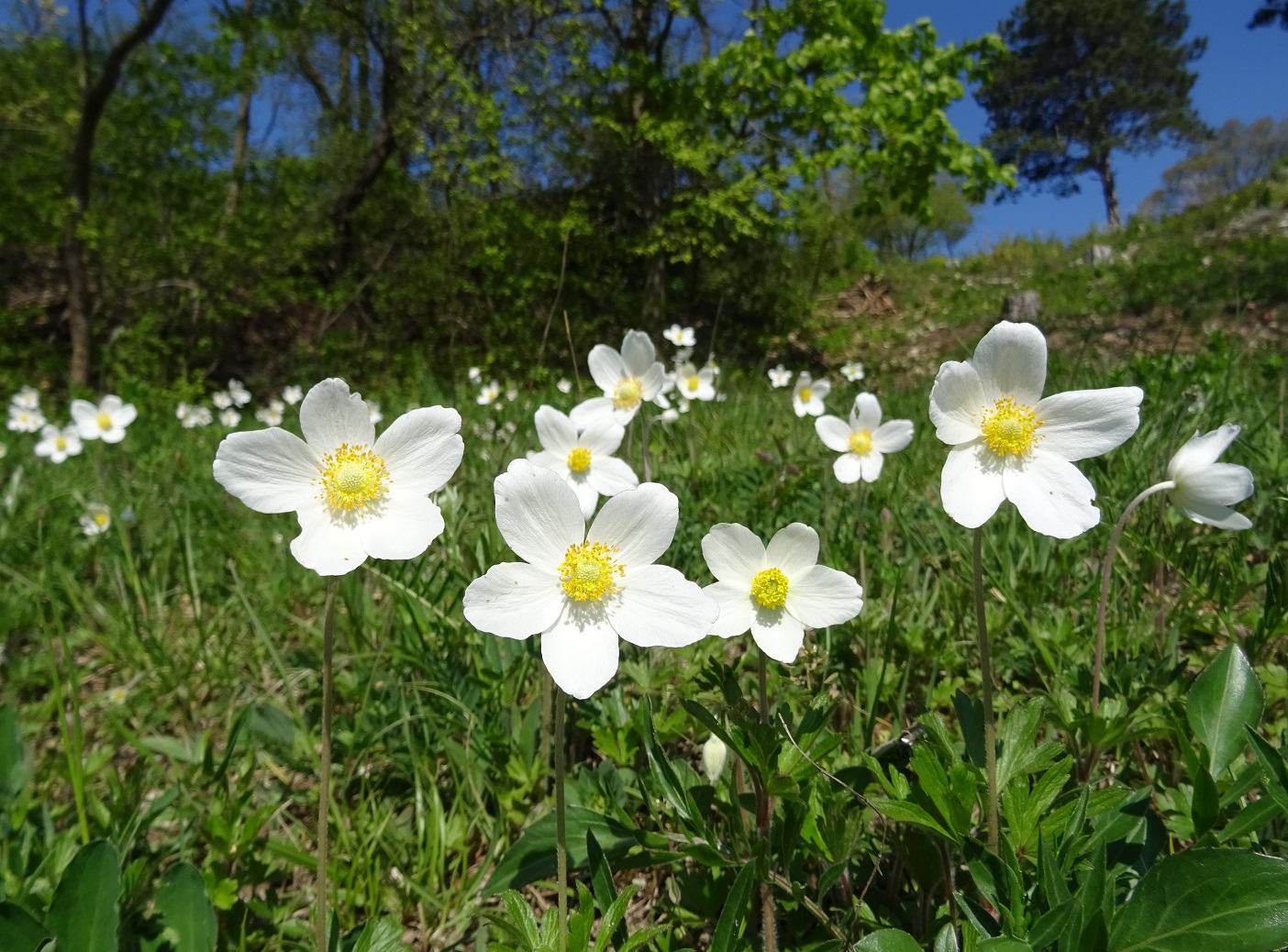 04-18-2019 Anemone sylvestris DSC01423.jpg