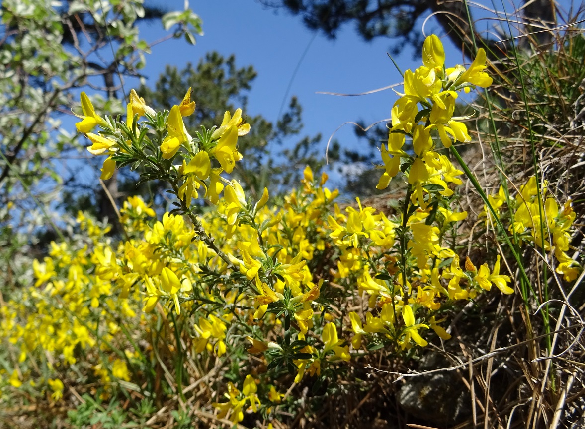 04-18-2019 Genista pilosa.jpg