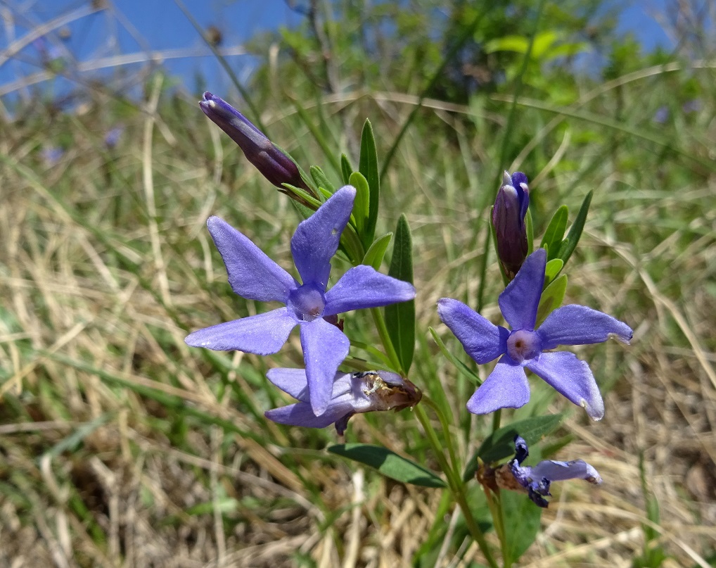 04-21-2020   Vinca herbacea.jpg