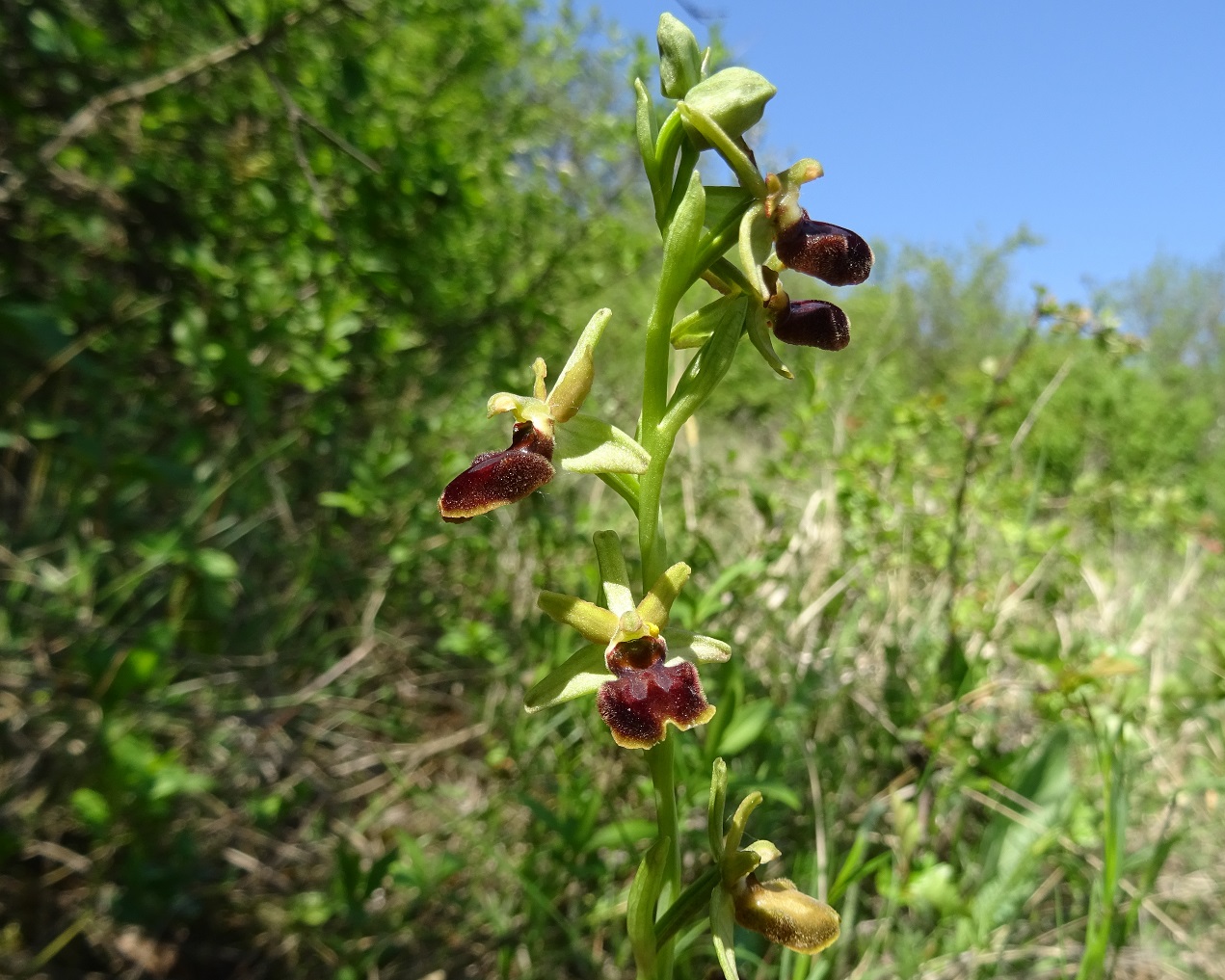 04-21-2020  Ophrys sphegodes DSC07862.jpg