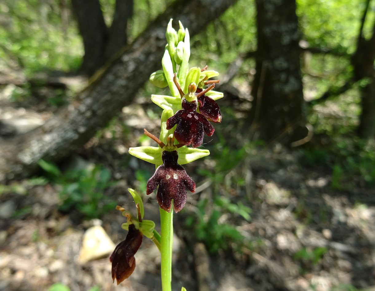 04-21-2020 Ophrys insectifera x sphegodes.jpg