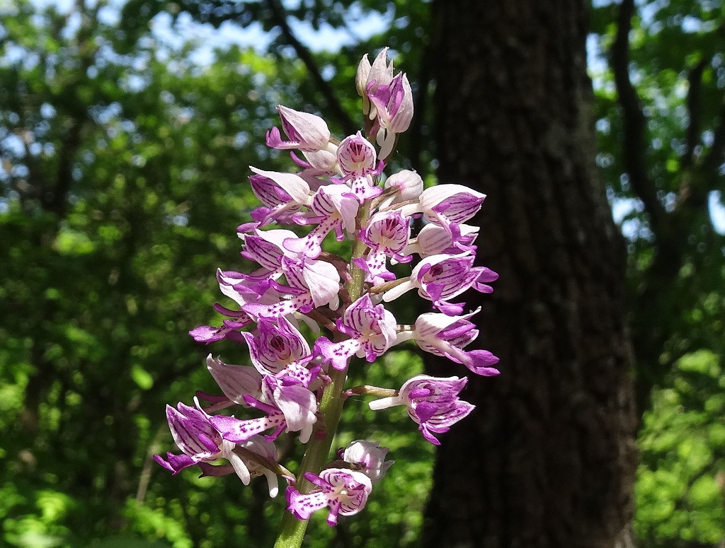 04-29-2018  Orchis militaris.jpg