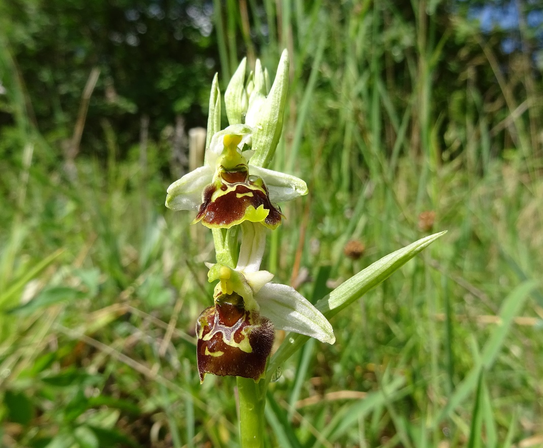 05-03-2020 Ophrys holoserica  DSC01894.jpg