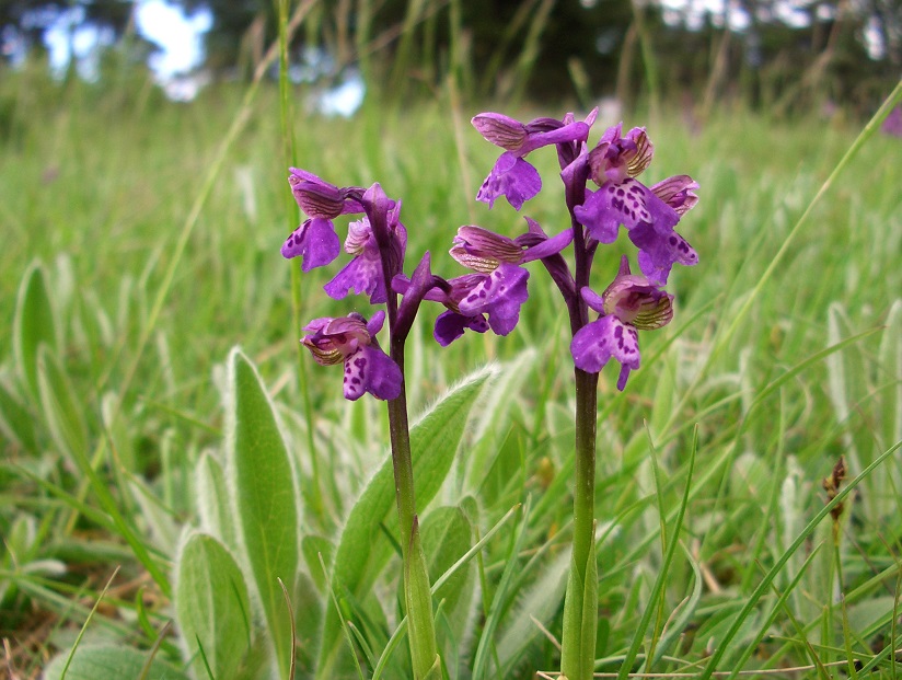 05-07 15 Orchis morio ).jpg