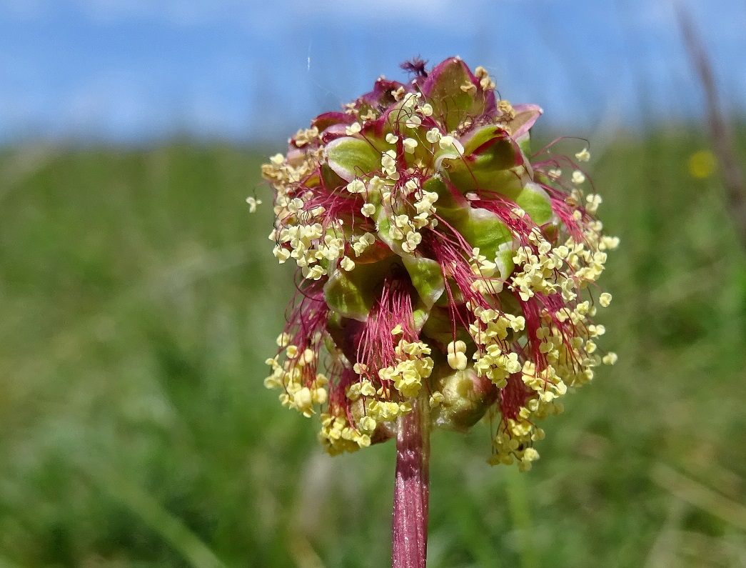 05-10-2021 Sanguisorba minor DSC09342.jpg