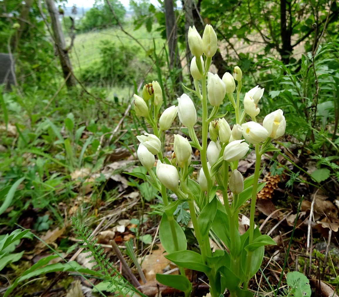 05-13-2019 Cephalanthera damasonium DSC07564.jpg