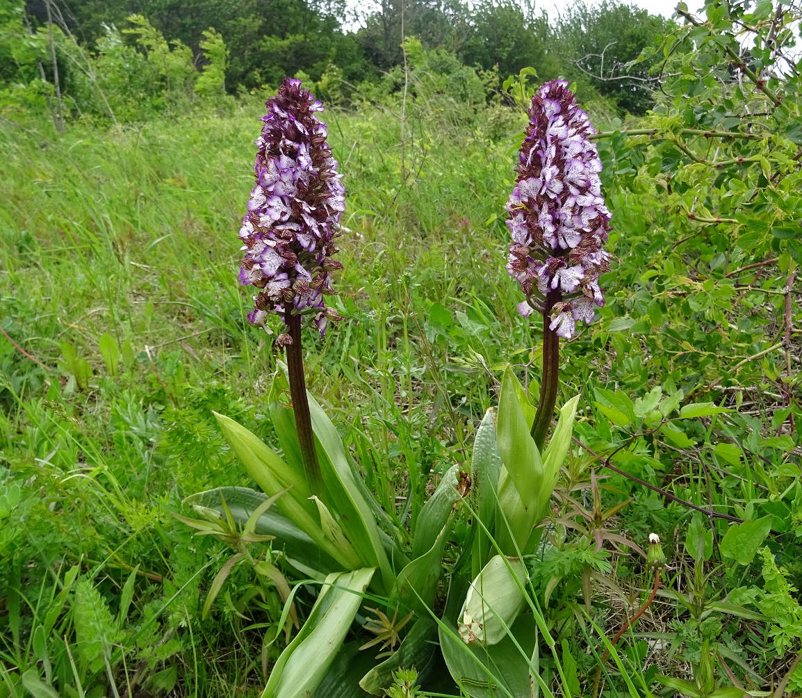 05-13-2019 Orchis purpurea DSC07391.jpg