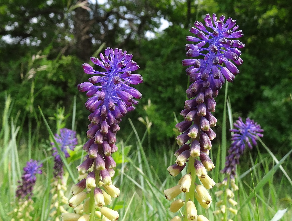 05-18-2018 Muscari comosum.jpg