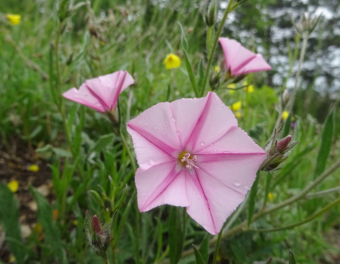 05-22-2019  Convolvulus cantabrica DSC09864 ).jpg