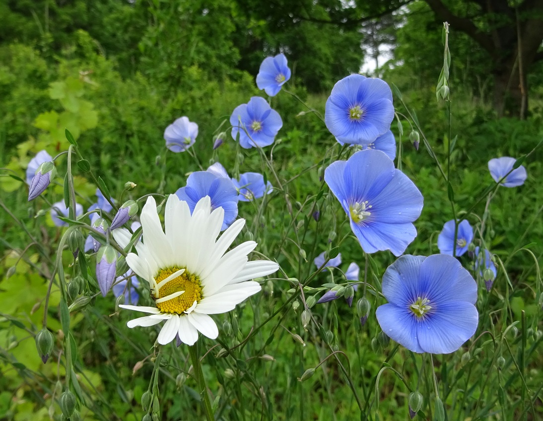 05-22-2019 Linum austriacum.jpg