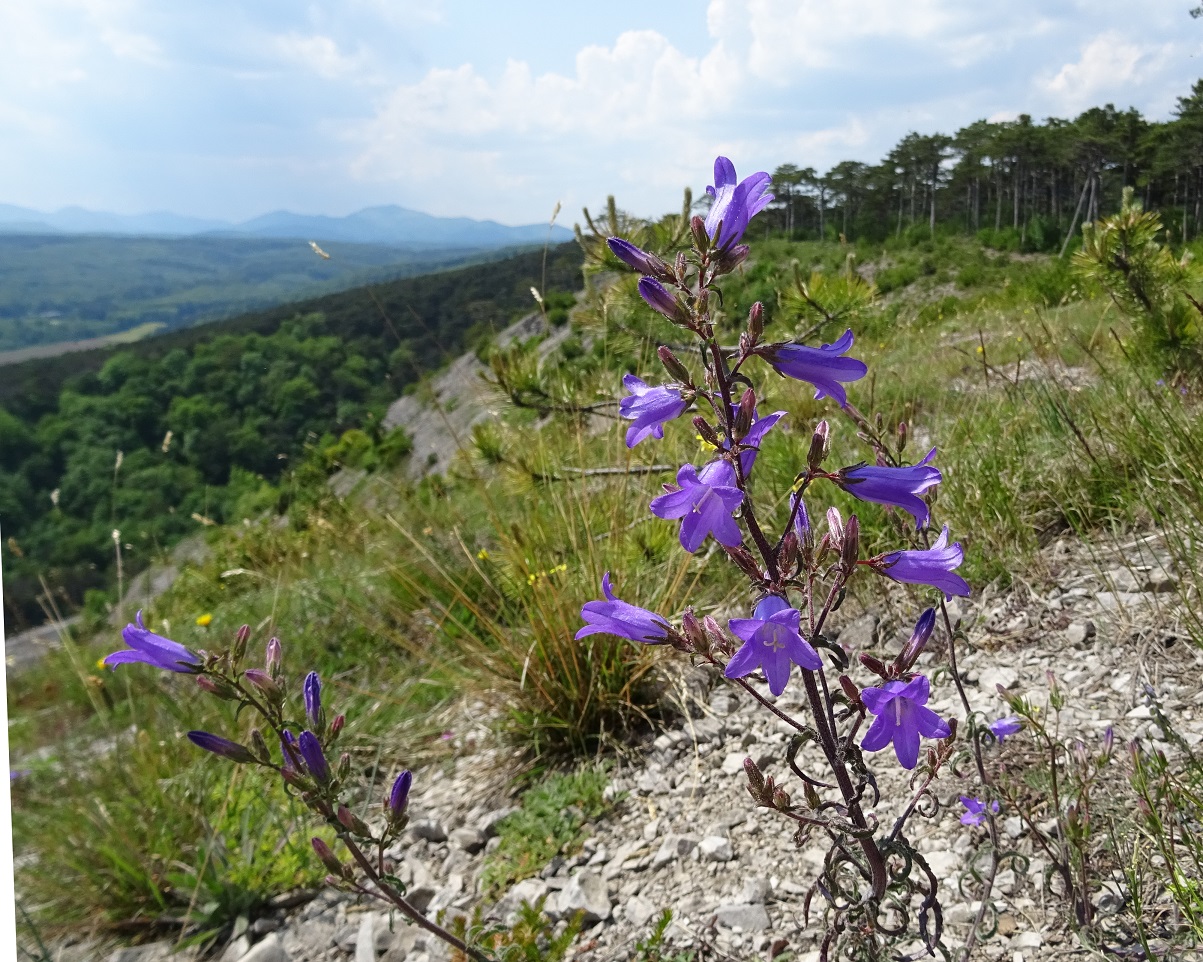 05-25-2019  Campanula sibirica DSC00783.jpg