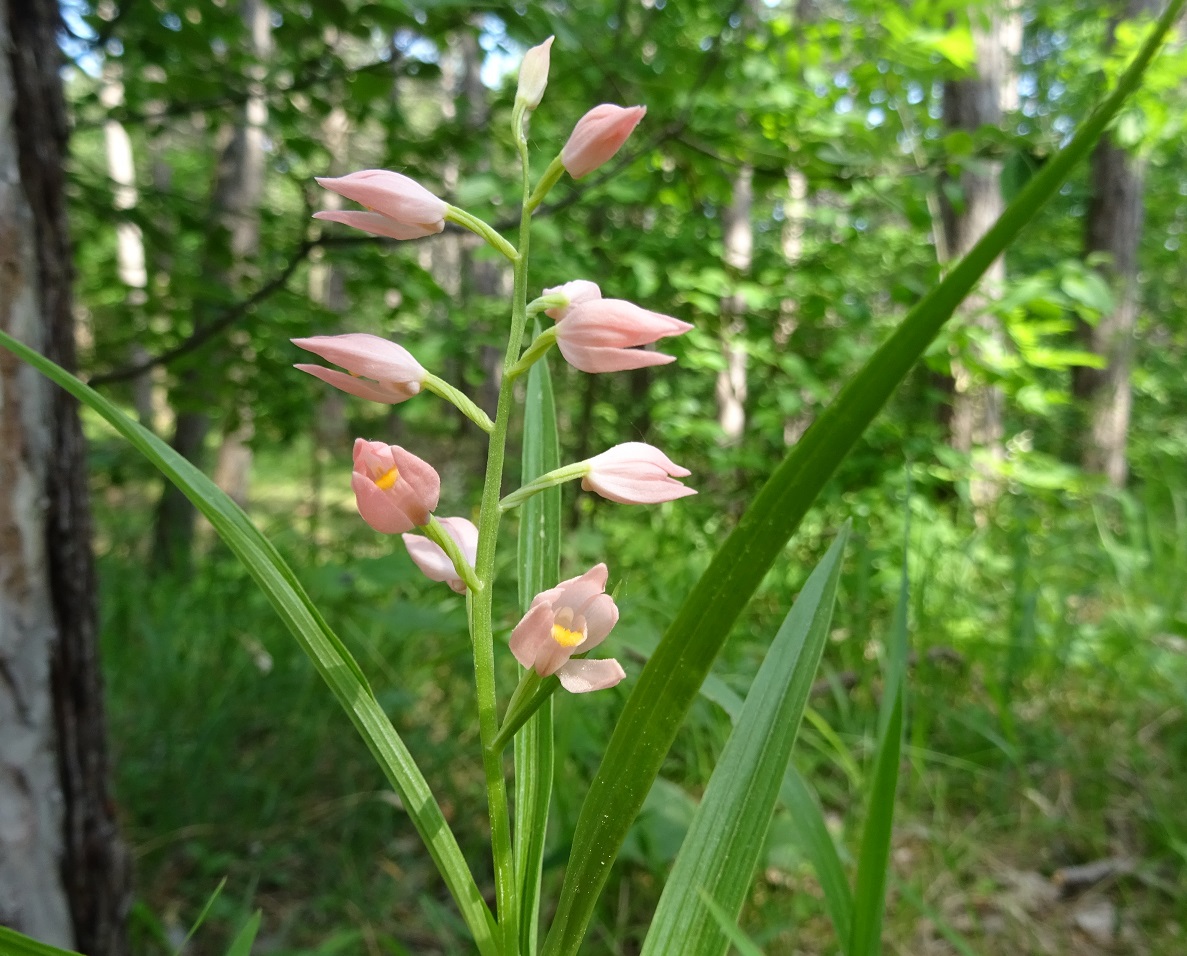 05-25-2019 Cephalanthera longifolia, var. rose.jpg