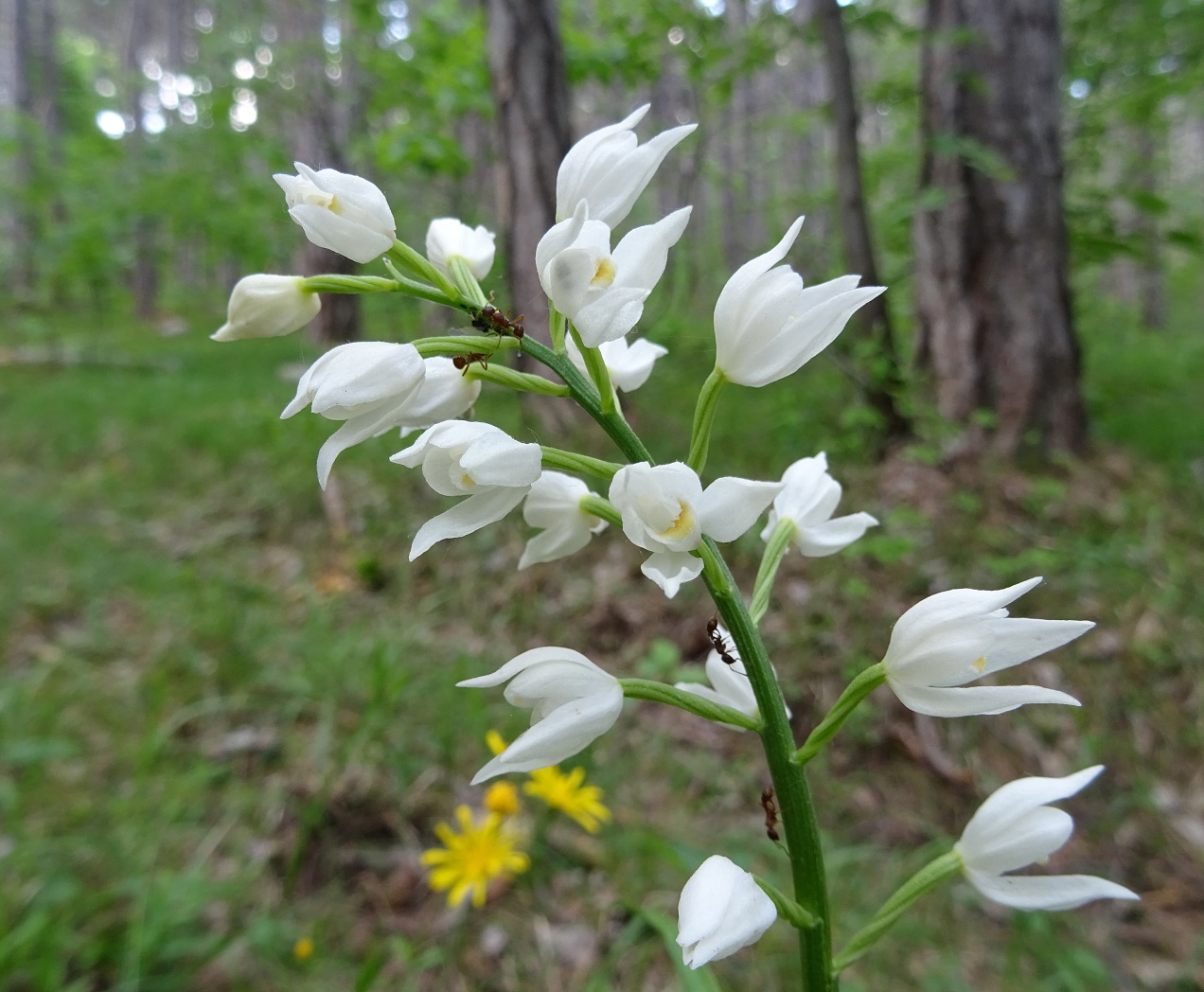 05-25-2019 Cephalanthera longifolia.jpg