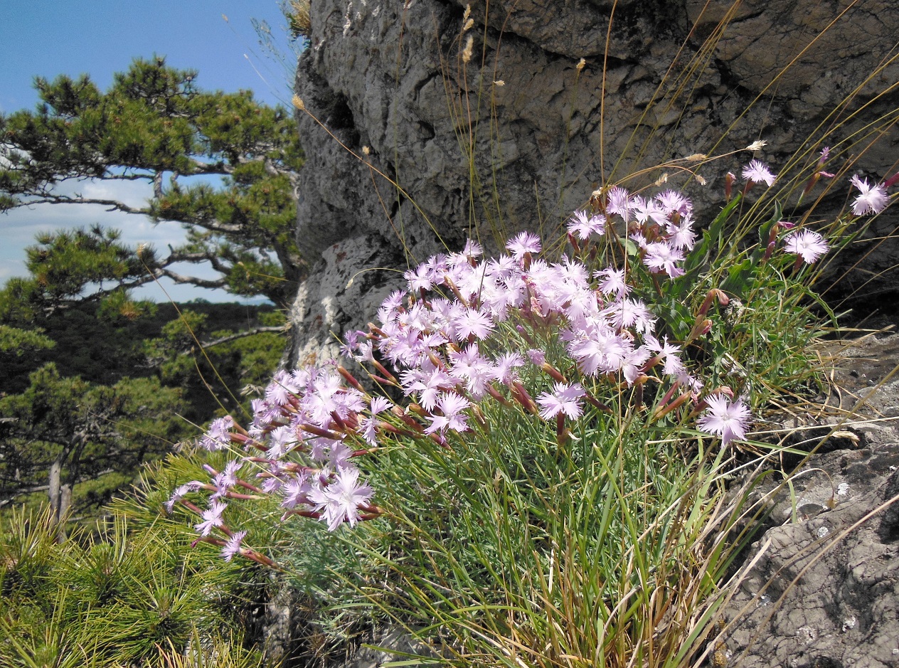 05-26-2017 Dianthus neilreichii.jpg