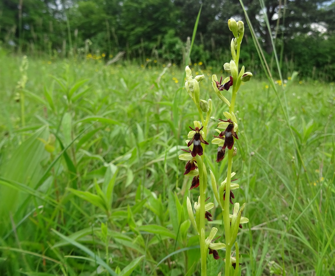 05-26-2019 Ophrys insectifera DSC01287.jpg
