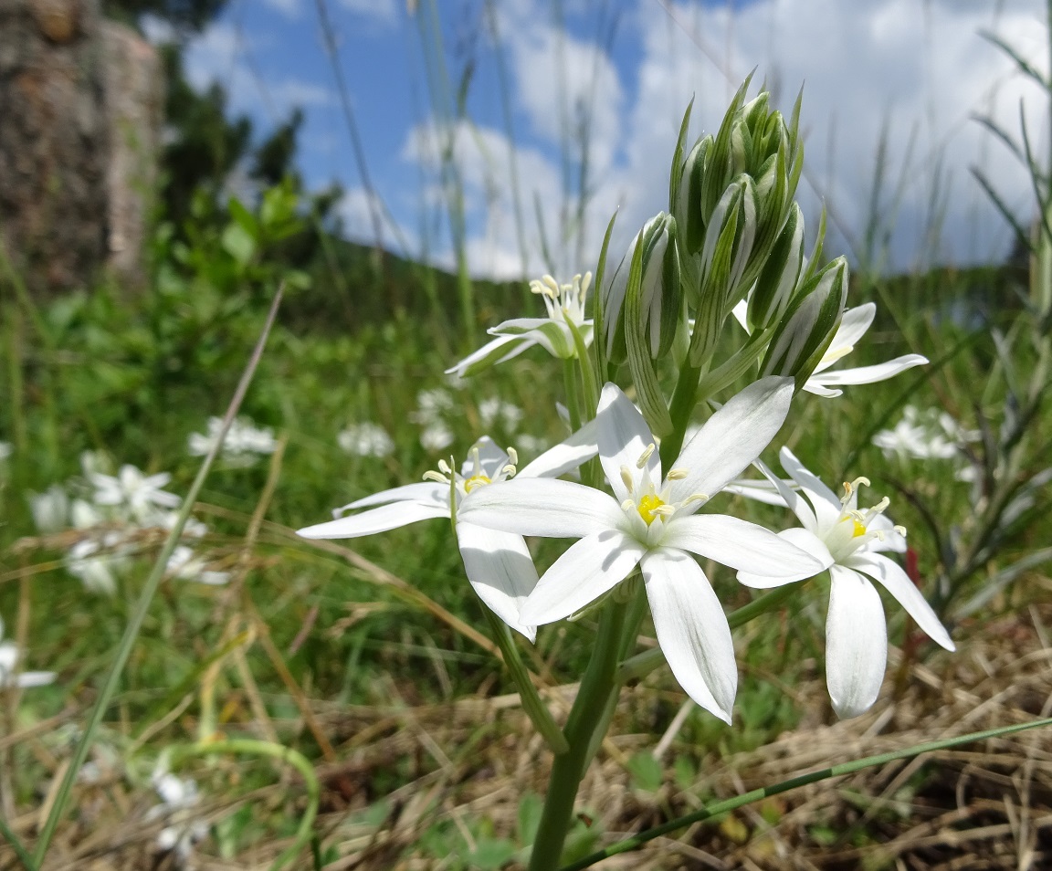 06-01-2019 Ornithogalum pannonicum .jpg