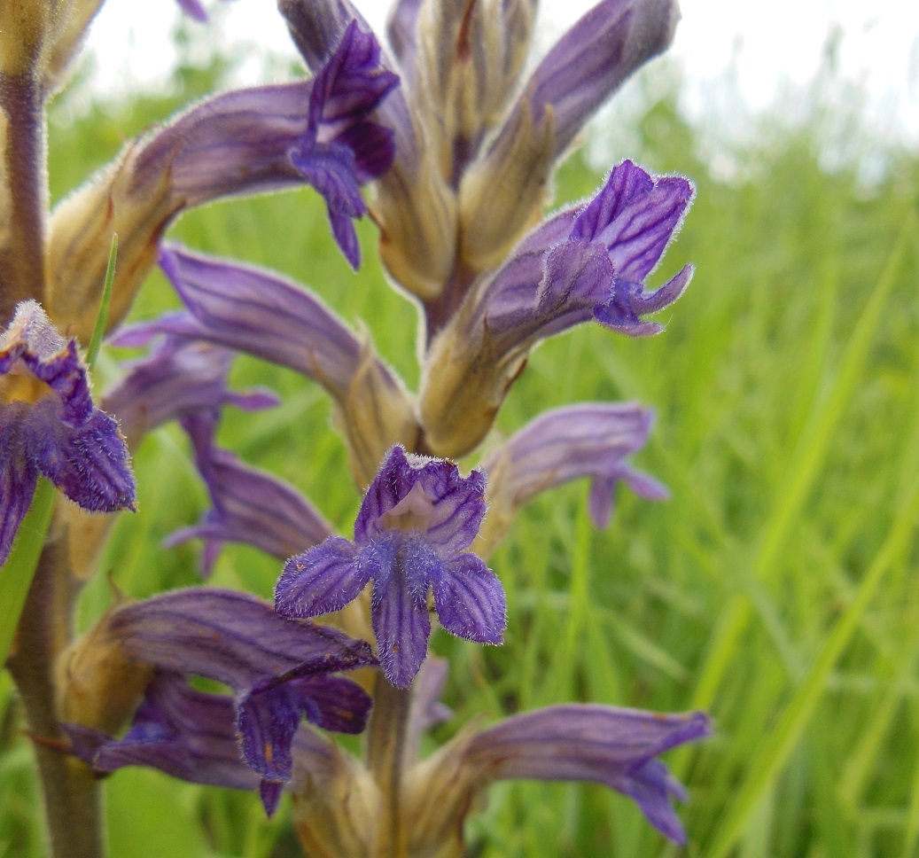 06-04-2016 Orobanche coerulescens DSCN7385.jpg