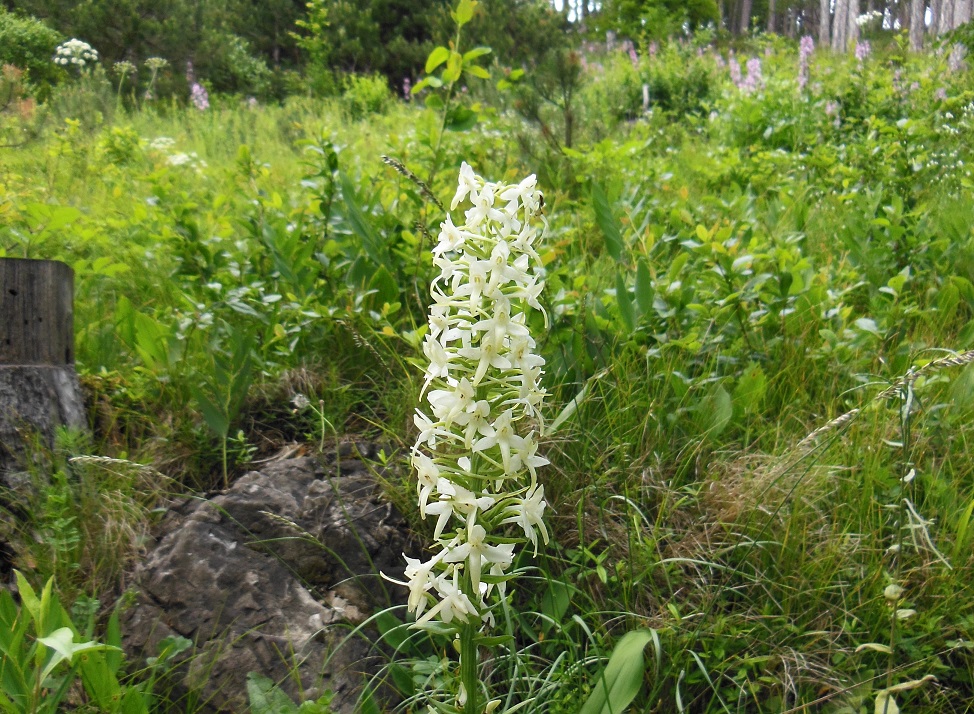 06-04-2016 Platanthera bifolia.jpg