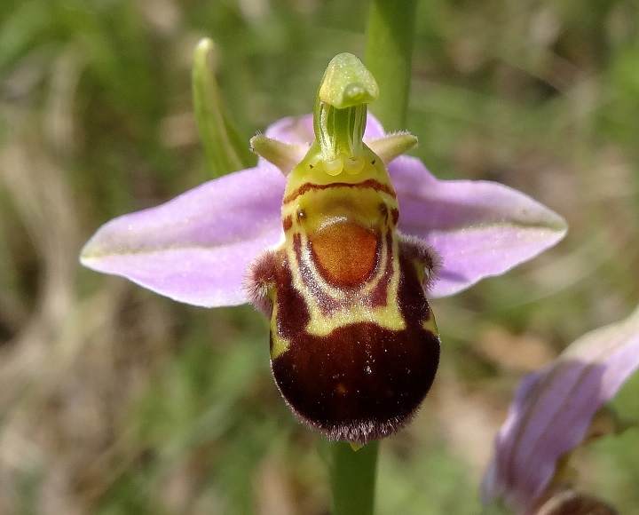 06-04-2018 Ophrys apifera DSC03526.jpg