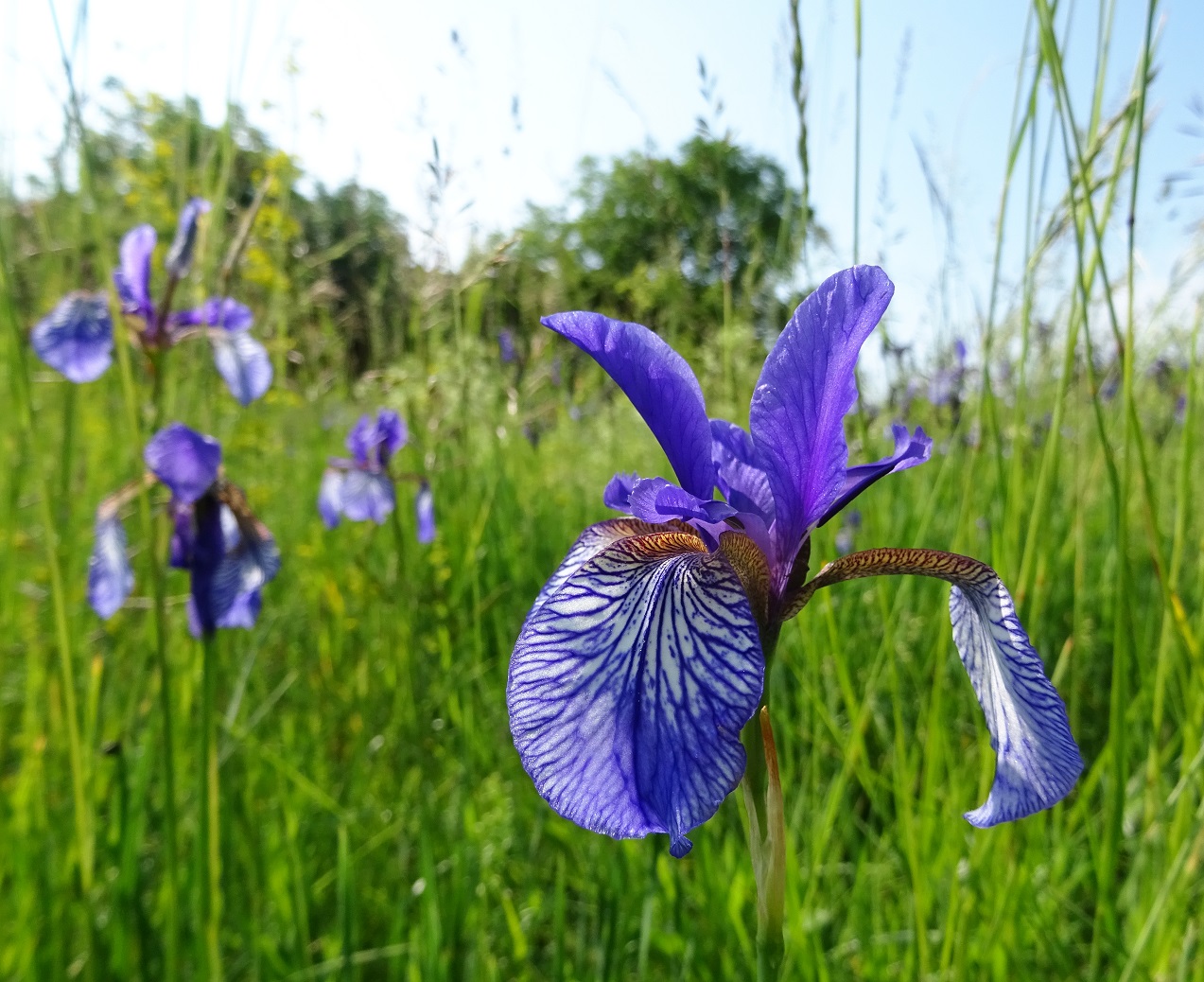 06-06-2021 Iris sibirica DSC03837 .jpg