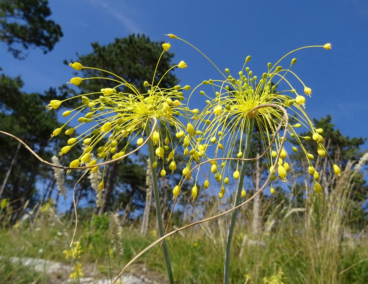 07-17-20219 Allium flavum DSC03521.jpg