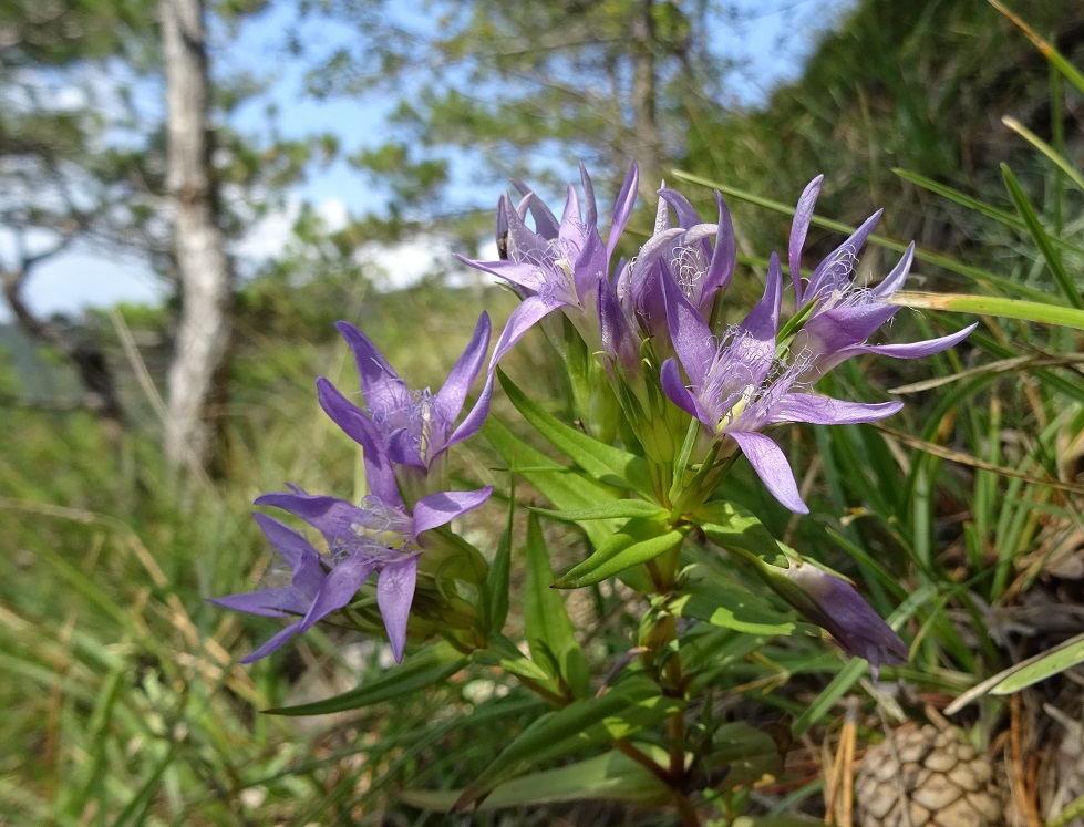 09-05-2018 Gentianella austriaca.jpg