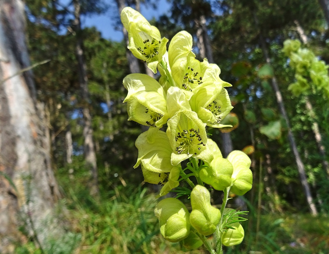 09-14-2021 Aconitum anthora.jpg