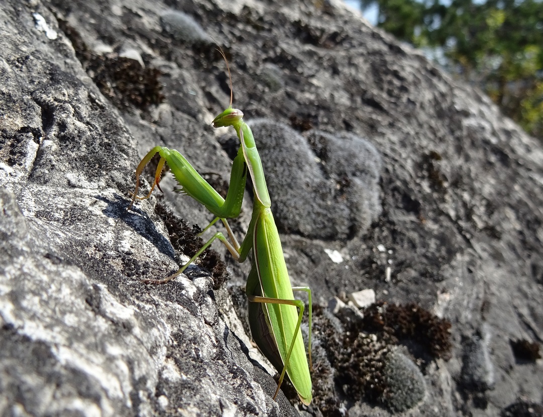 10-04-2018 Mantis religiosa DSC07624.jpg