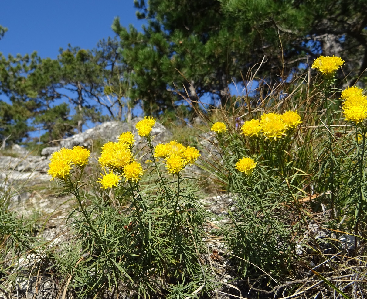 10-05-2018 Galatella linosyris.jpg