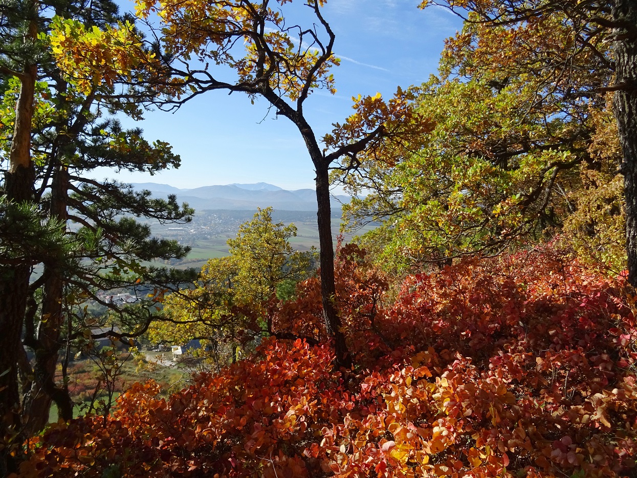 10-24-2019  Cotinus coggygria DSC03856 (2).jpg