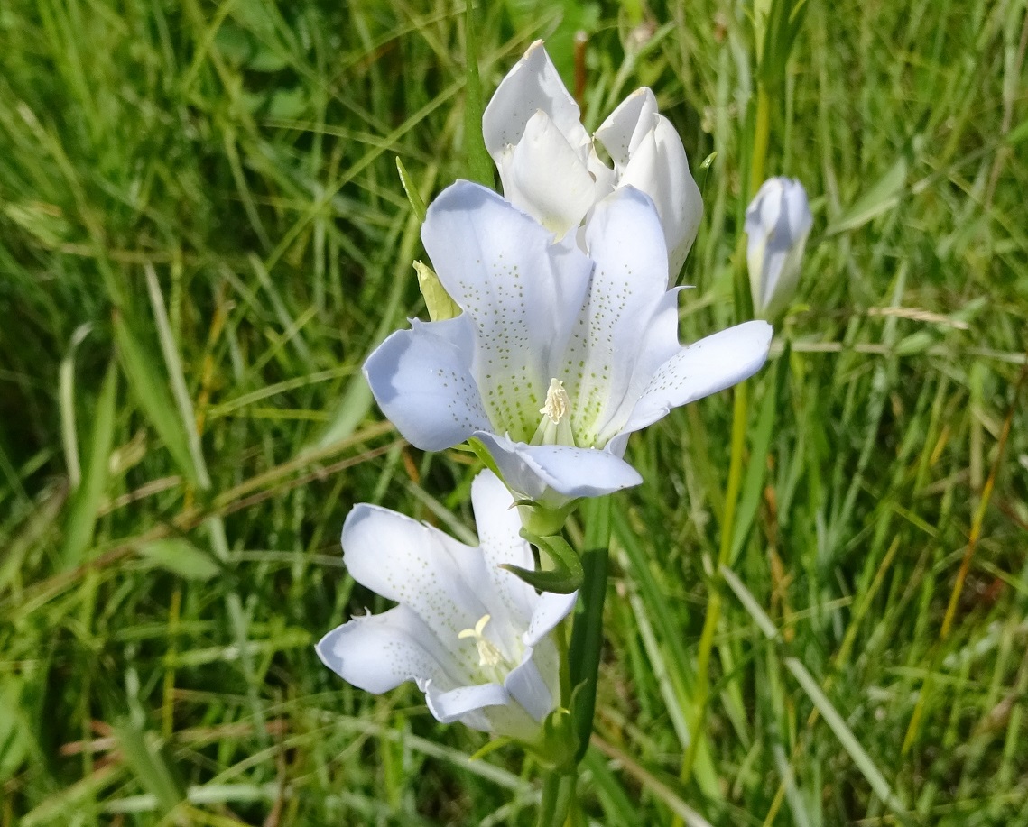 07-04-2019 Gentiana pneumonanthe, albiflora DSC08698.jpg