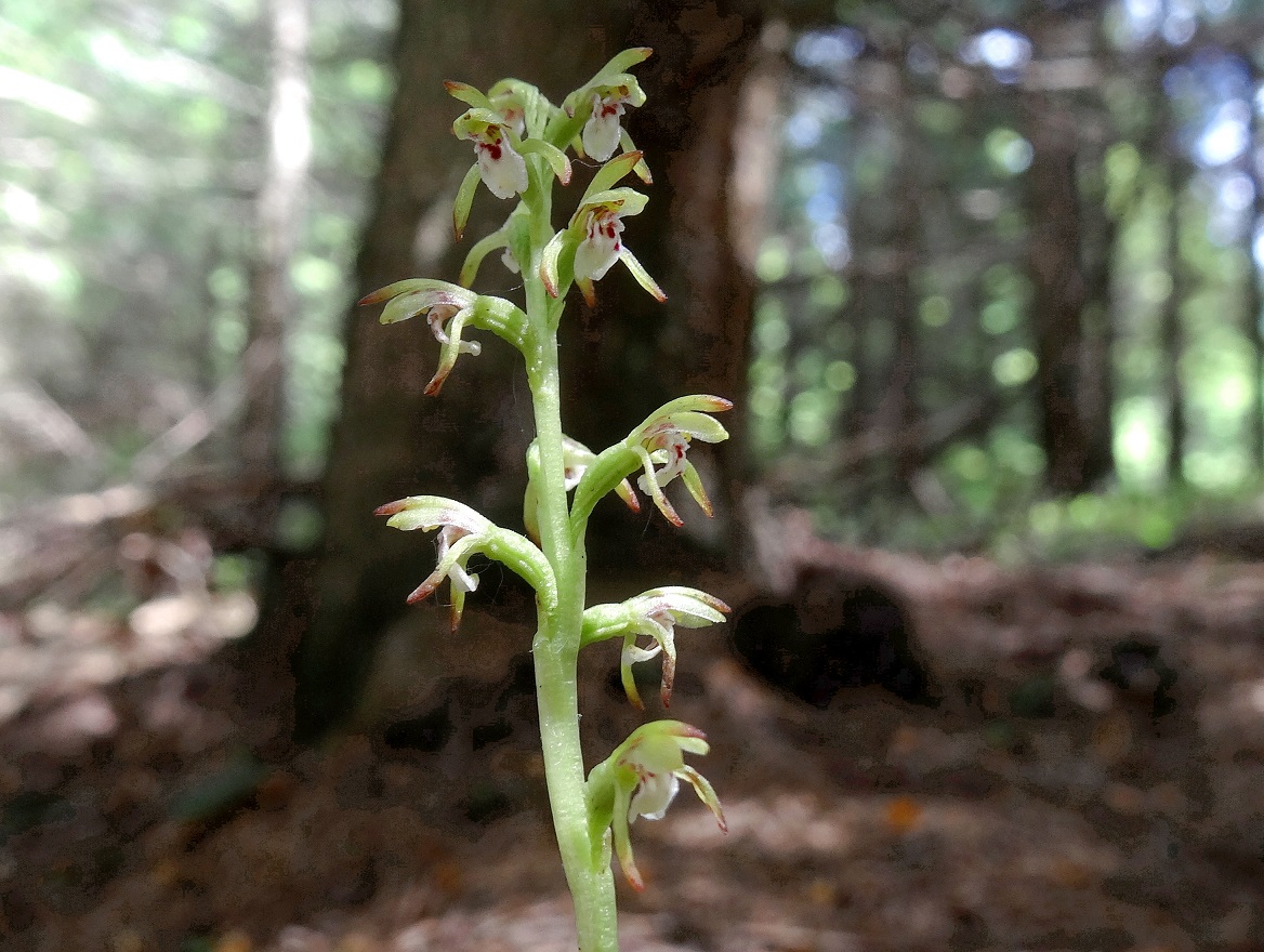 06-03-2018   Corallorhiza trifida.jpg