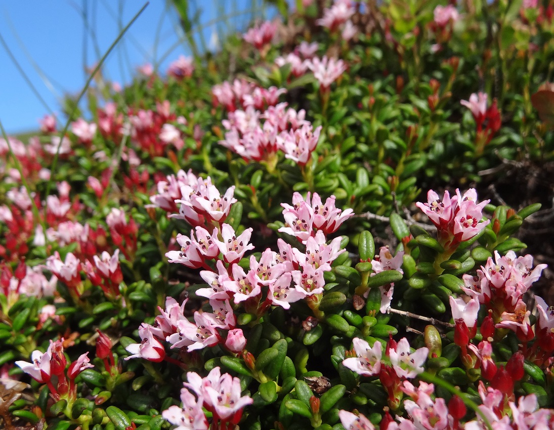 06-03-2018   Loiseleuria procumbens.jpg