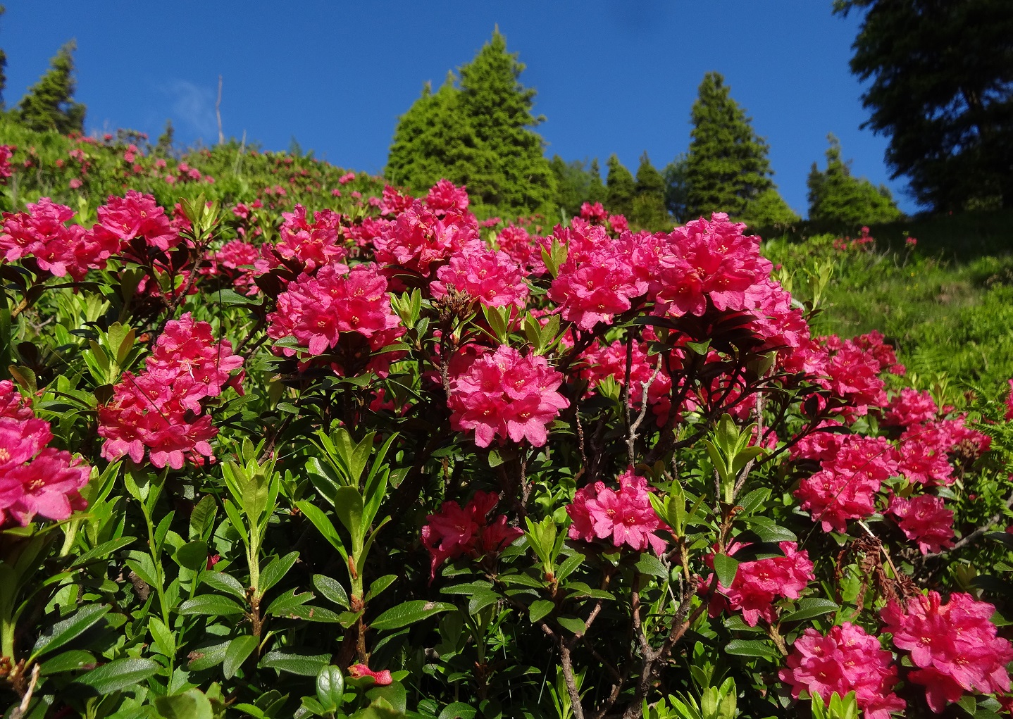 06-03-2018  Rhododendron ferrugineum.jpg
