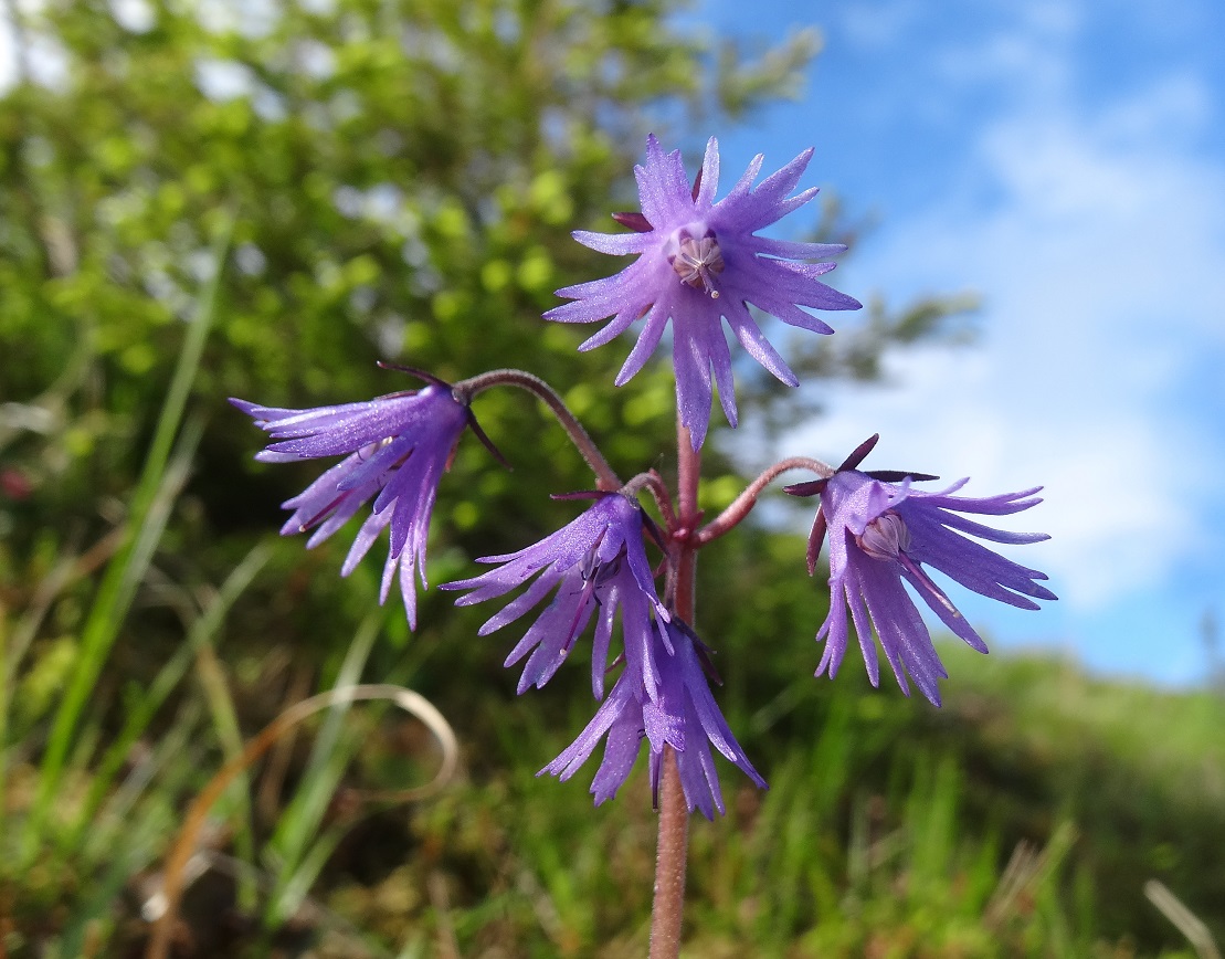 06-03-2018  Soldanella major.jpg