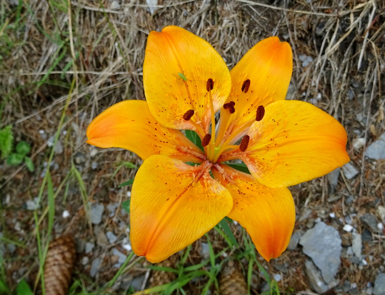 06-25-2019  Lilium bulbiferum subsp. bulbiferum.jpg