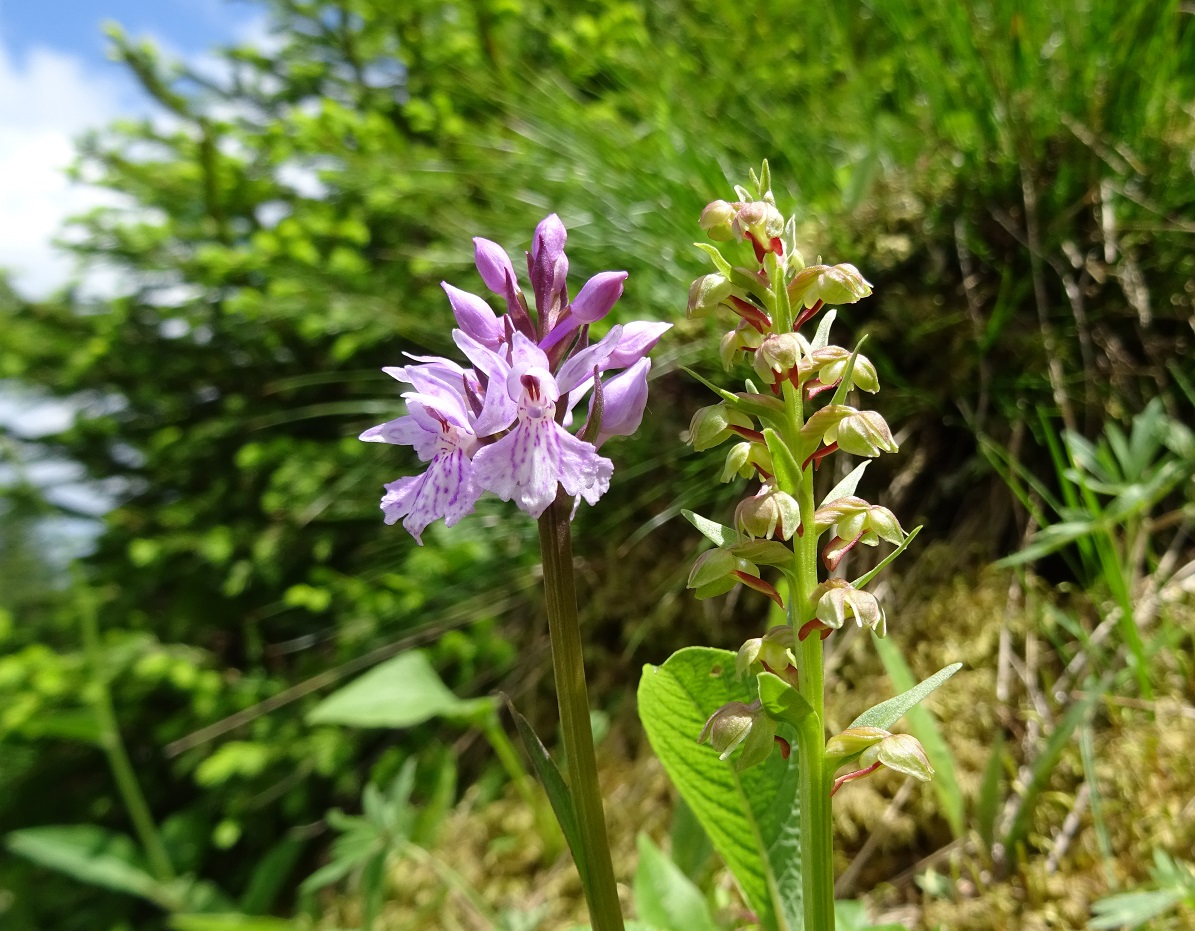 06-25-2019 Coeloglossum viride  und fuchsii.jpg