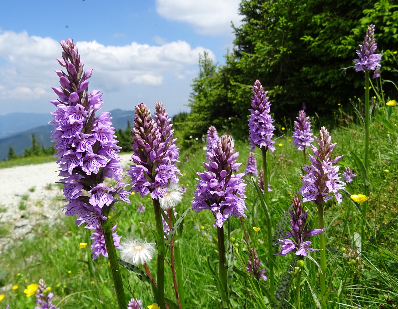 06-25-2019 Dactylorhiza fuchsii.jpg