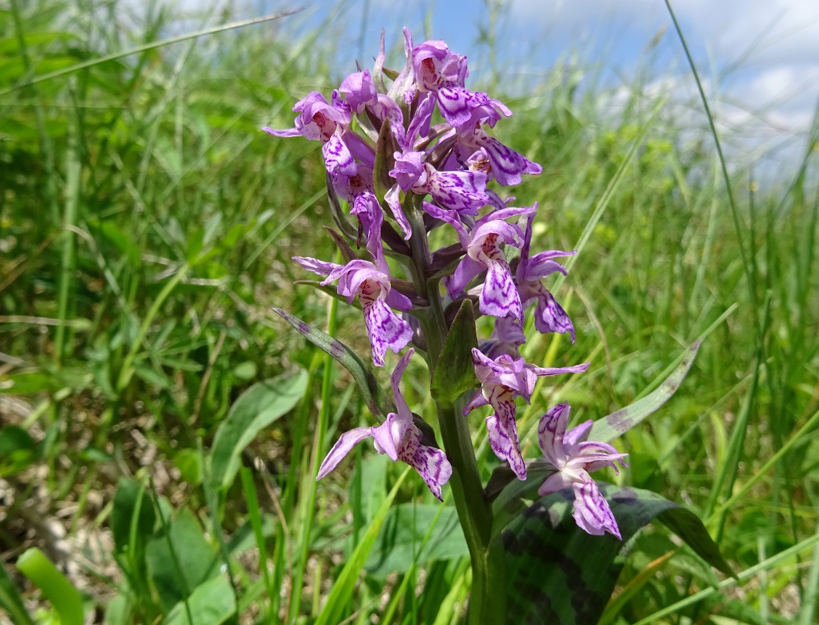 06-25-2019 Dactylorhiza x braunii vermutlich.jpg