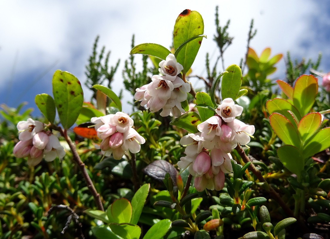 06-25-2019 Vaccinium vitis-idaea.jpg