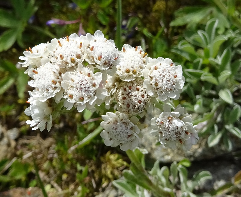 07-08-2020 Antennaria dioica albiflora.jpg