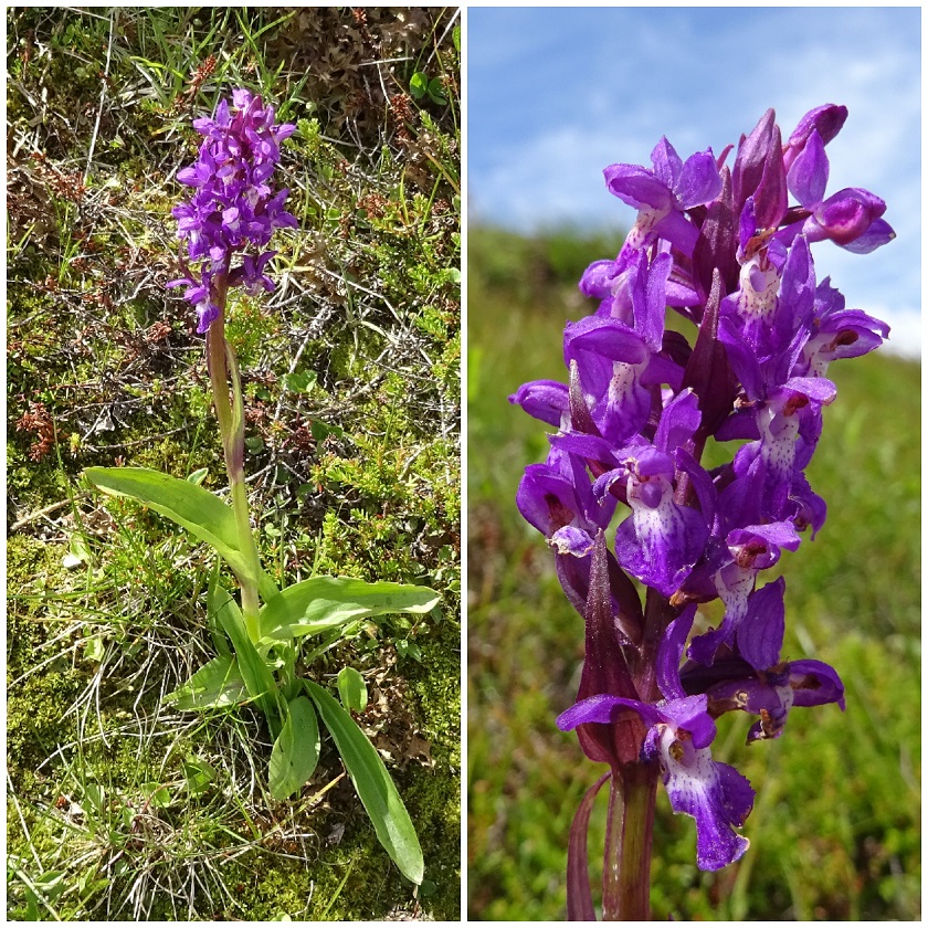 07-08-2020 Dactylorhiza x braunii - vermutlich.jpg