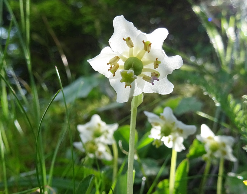 07-08-2020 Moneses uniflora DSC08919.jpg