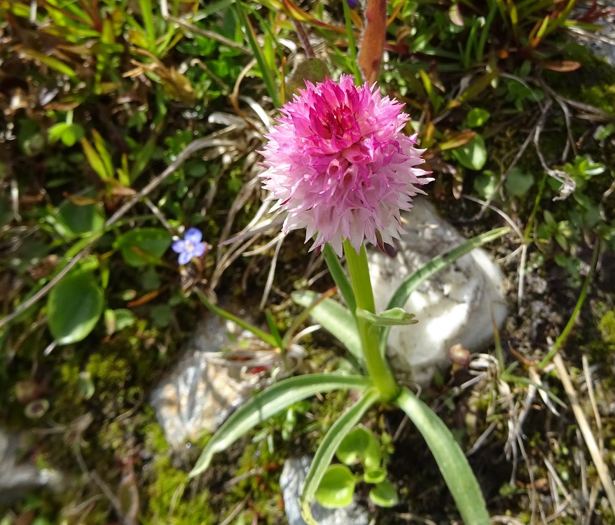 07-08-2020 Nigritella widderi.jpg